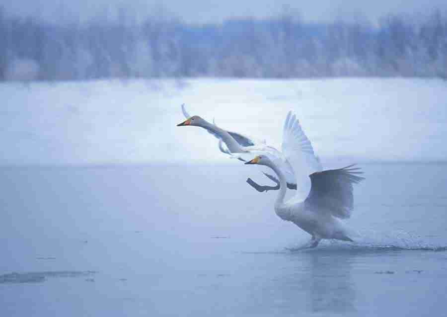 Four Seasons of Birds - Datacraft Sozaijiten  ></a>
<script language=JavaScript> 
  var txt = 