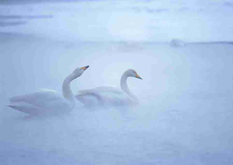 Four Seasons of Birds - Datacraft Sozaijiten  ></a>
<script language=JavaScript> 
  var txt = 