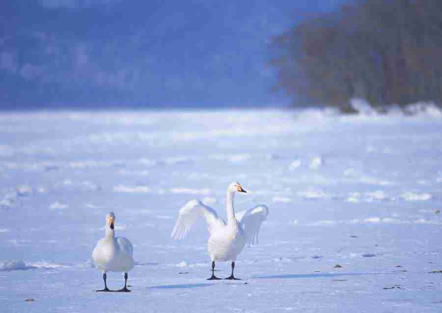 Four Seasons of Birds - Datacraft Sozaijiten  ></a>
<script language=JavaScript> 
  var txt = 