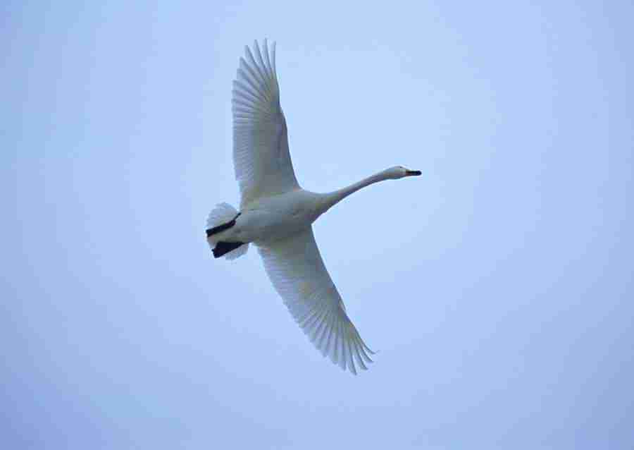 Four Seasons of Birds - Datacraft Sozaijiten  ></a>
<script language=JavaScript> 
  var txt = 