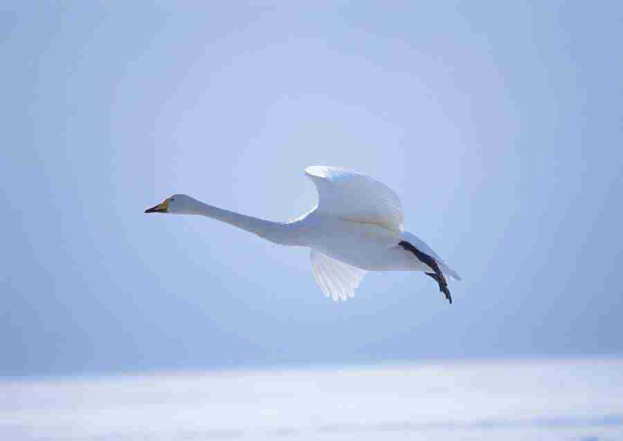Four Seasons of Birds - Datacraft Sozaijiten  ></a>
<script language=JavaScript> 
  var txt = 