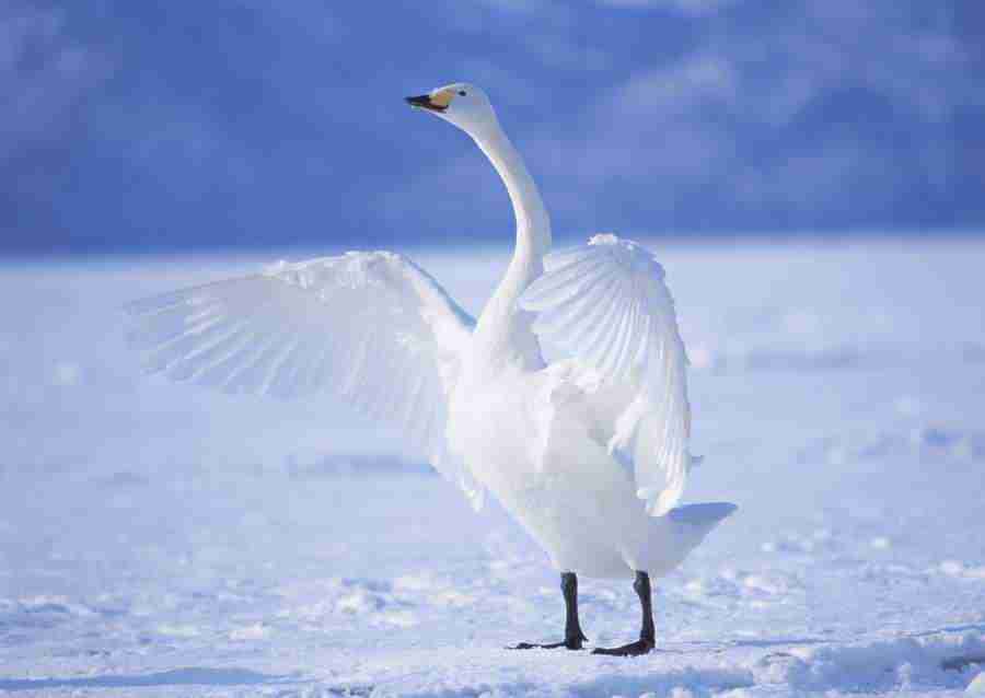 Four Seasons of Birds - Datacraft Sozaijiten  ></a>
<script language=JavaScript> 
  var txt = 
