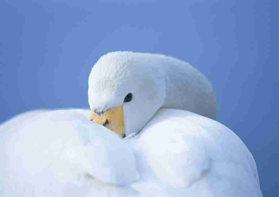 Four Seasons of Birds - Datacraft Sozaijiten  ></a>
<script language=JavaScript> 
  var txt = 