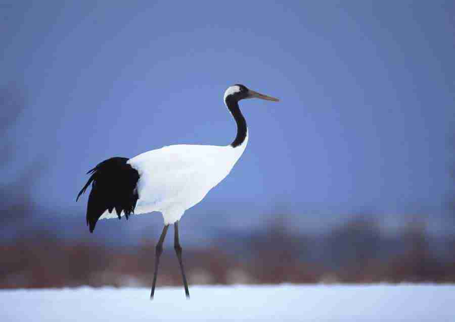 Four Seasons of Birds - Datacraft Sozaijiten  ></a>
<script language=JavaScript> 
  var txt = 