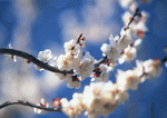 Datacraft Sozaijiten : Four Seasons of Japanese Fauna 