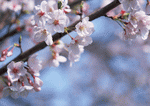 Datacraft Sozaijiten : Four Seasons of Japanese Fauna 