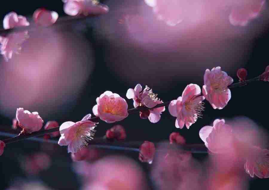 Four Seasons of Japanese Fauna - Datacraft Sozaijiten  ></a>
<script language=JavaScript> 
  var txt = 