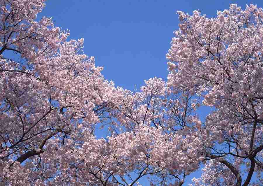 Four Seasons of Japanese Fauna - Datacraft Sozaijiten  ></a>
<script language=JavaScript> 
  var txt = 