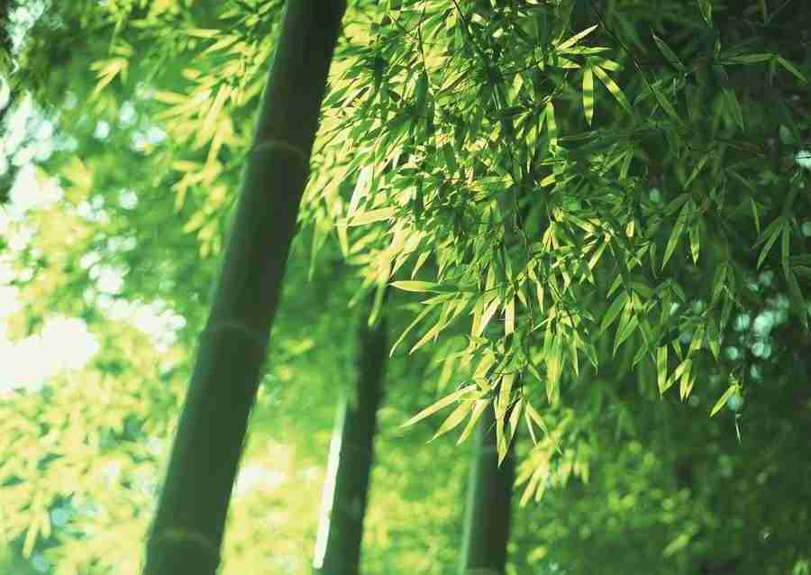 Four Seasons of Japanese Fauna - Datacraft Sozaijiten  ></a>
<script language=JavaScript> 
  var txt = 