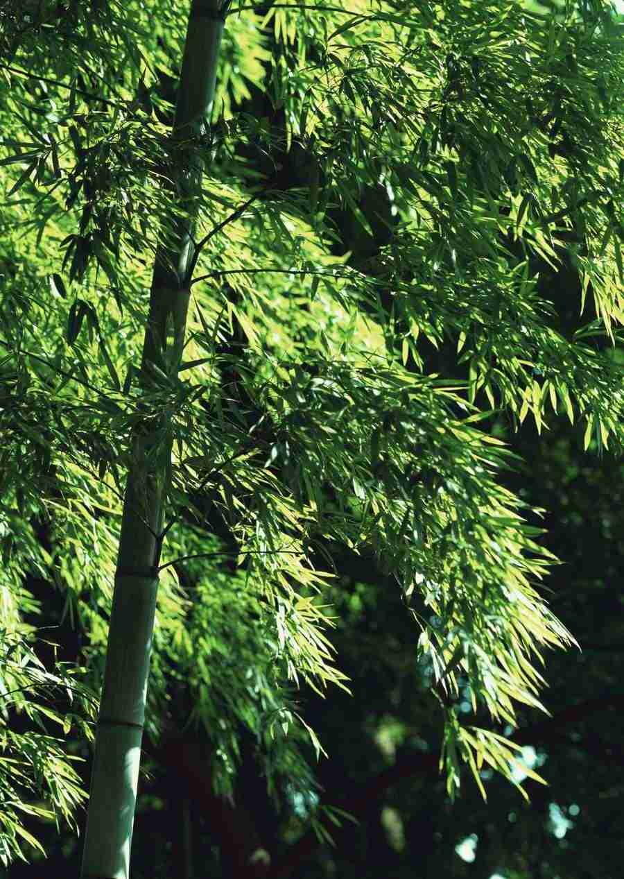 Four Seasons of Japanese Fauna - Datacraft Sozaijiten  ></a>
<script language=JavaScript> 
  var txt = 