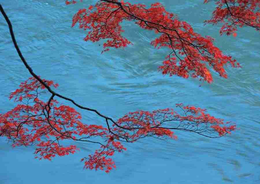 Four Seasons of Japanese Fauna - Datacraft Sozaijiten  ></a>
<script language=JavaScript> 
  var txt = 