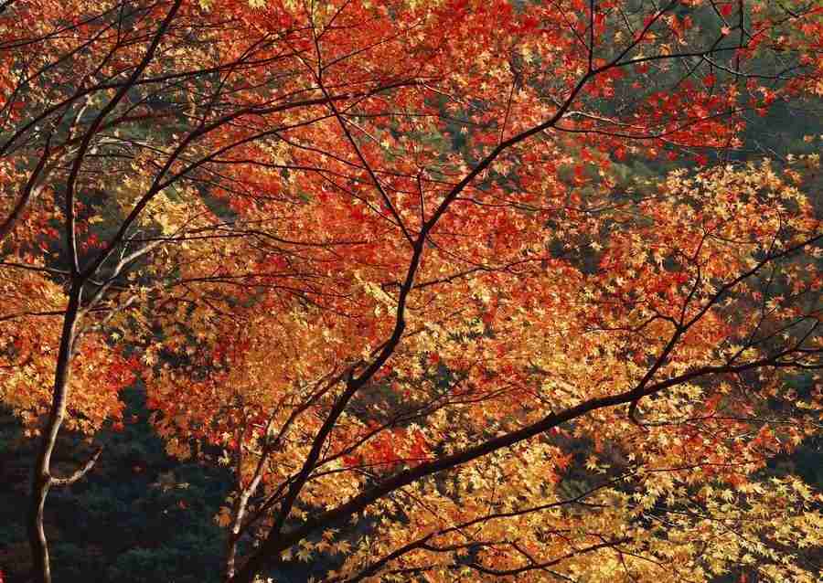 Four Seasons of Japanese Fauna - Datacraft Sozaijiten  ></a>
<script language=JavaScript> 
  var txt = 