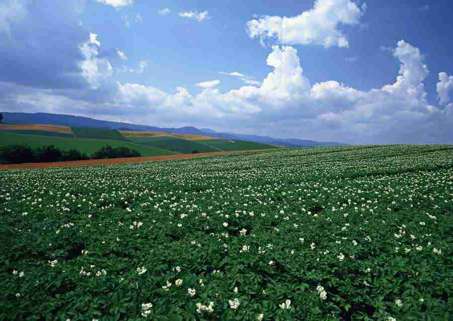 Ground and Sky - Datacraft Sozaijiten  ></a>
<script language=JavaScript> 
  var txt = 