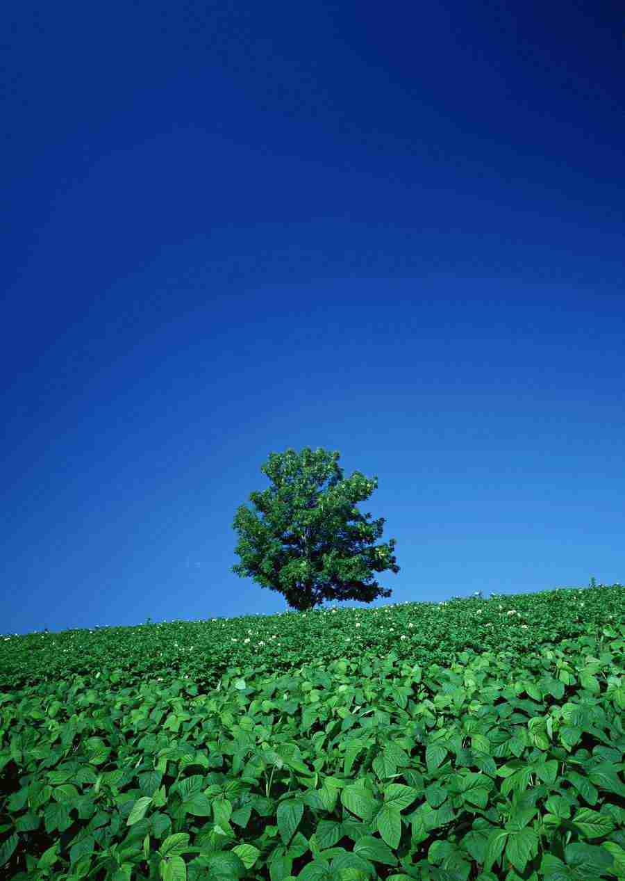 Ground and Sky - Datacraft Sozaijiten  ></a>
<script language=JavaScript> 
  var txt = 