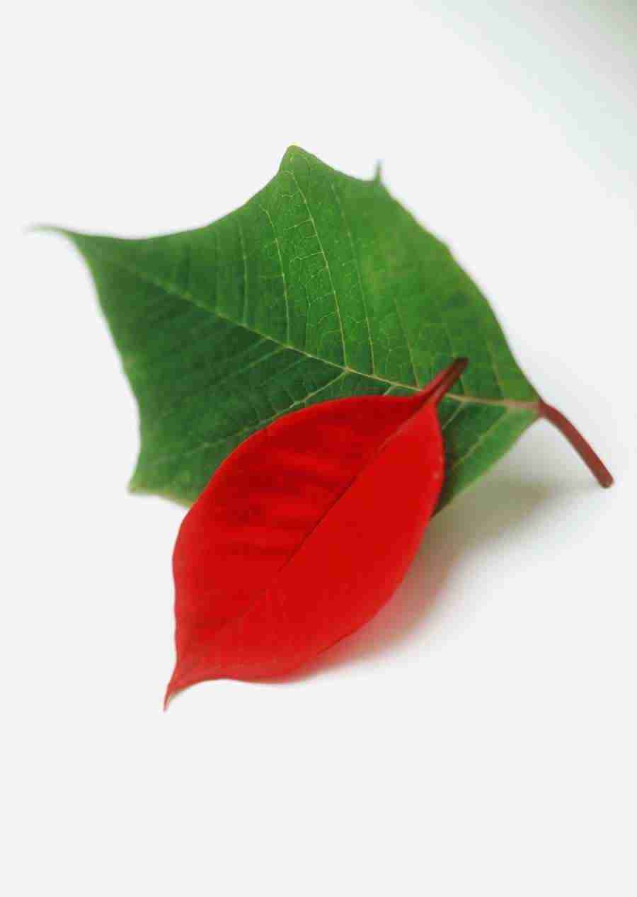 Gifts - Datacraft Sozaijiten  ></a>
<script language=JavaScript> 
  var txt = 