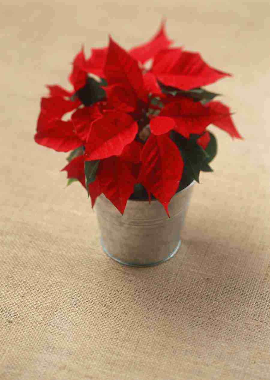 Gifts - Datacraft Sozaijiten  ></a>
<script language=JavaScript> 
  var txt = 