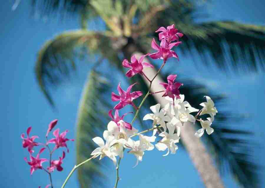 Hawaii - Datacraft Sozaijiten  ></a>
<script language=JavaScript> 
  var txt = 