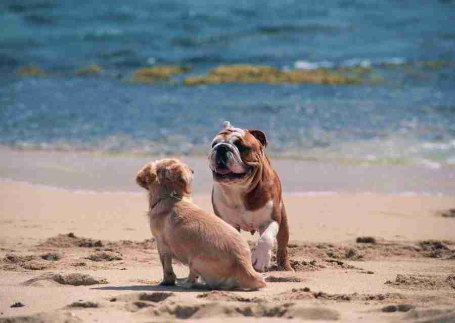 Hawaii - Datacraft Sozaijiten  ></a>
<script language=JavaScript> 
  var txt = 