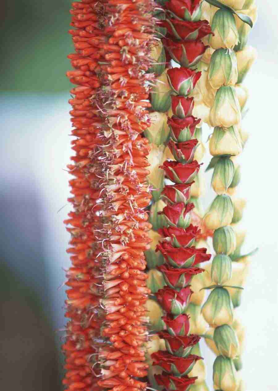 Hawaii - Datacraft Sozaijiten  ></a>
<script language=JavaScript> 
  var txt = 