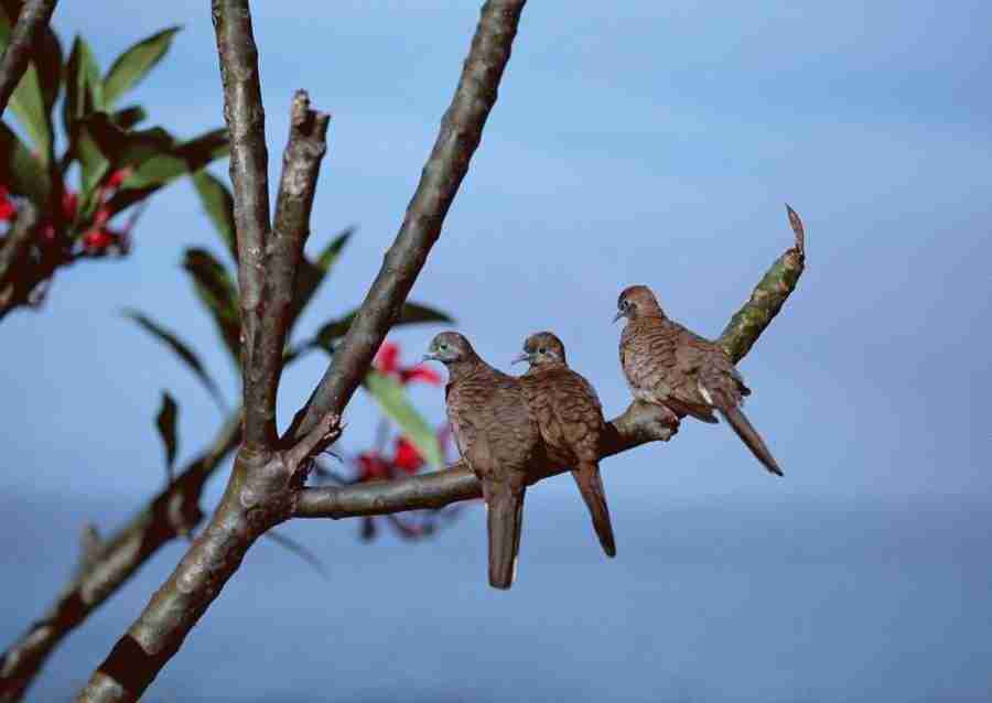 Hawaii - Datacraft Sozaijiten  ></a>
<script language=JavaScript> 
  var txt = 