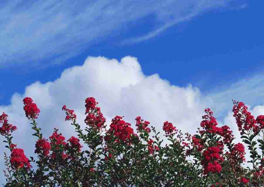 Hawaii - Datacraft Sozaijiten  ></a>
<script language=JavaScript> 
  var txt = 