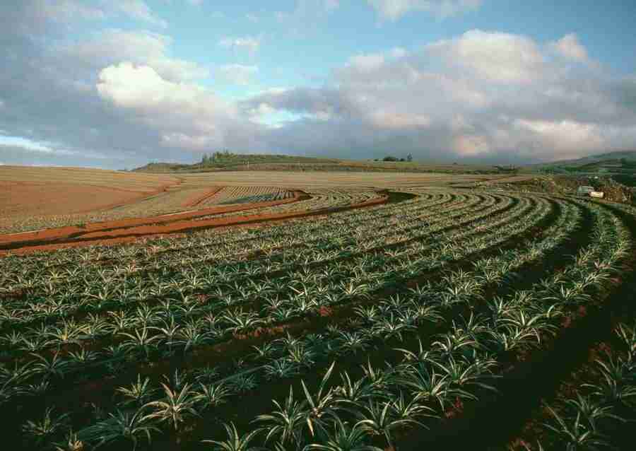 Hawaii - Datacraft Sozaijiten  ></a>
<script language=JavaScript> 
  var txt = 