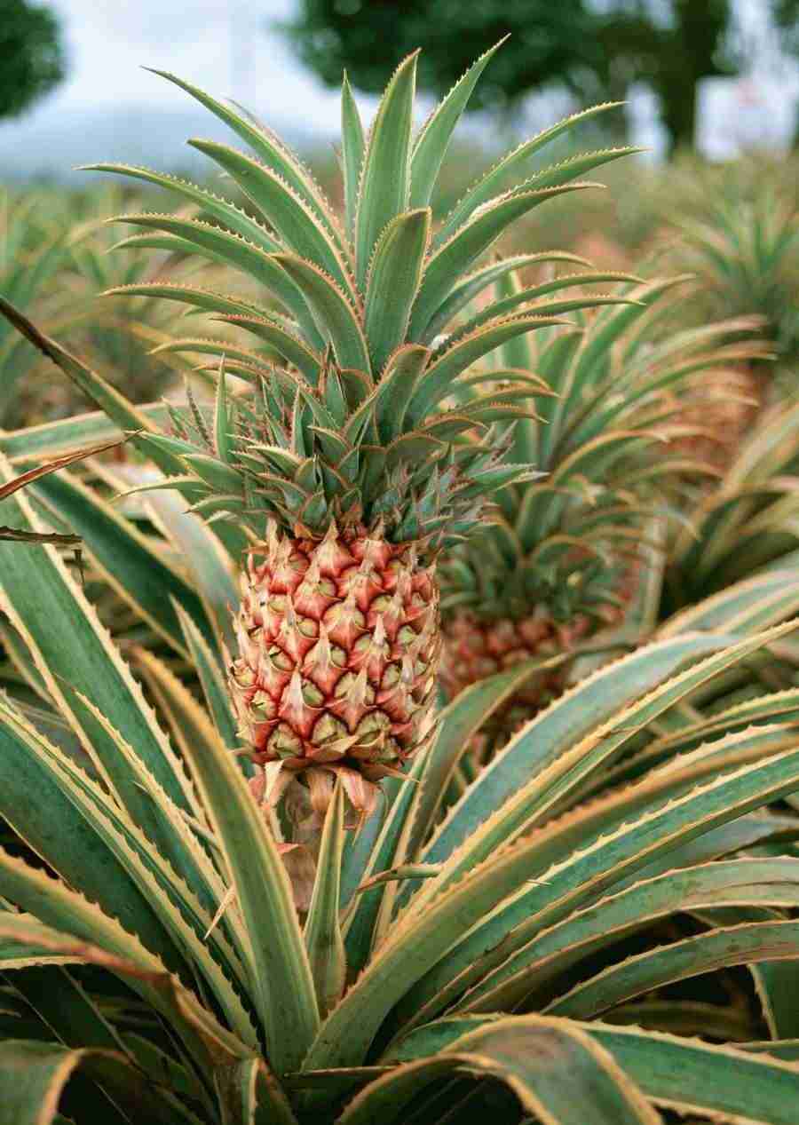 Hawaii - Datacraft Sozaijiten  ></a>
<script language=JavaScript> 
  var txt = 