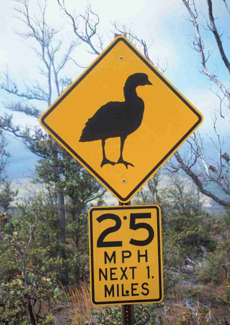 Hawaii - Datacraft Sozaijiten  ></a>
<script language=JavaScript> 
  var txt = 