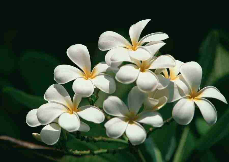 Hawaii - Datacraft Sozaijiten  ></a>
<script language=JavaScript> 
  var txt = 