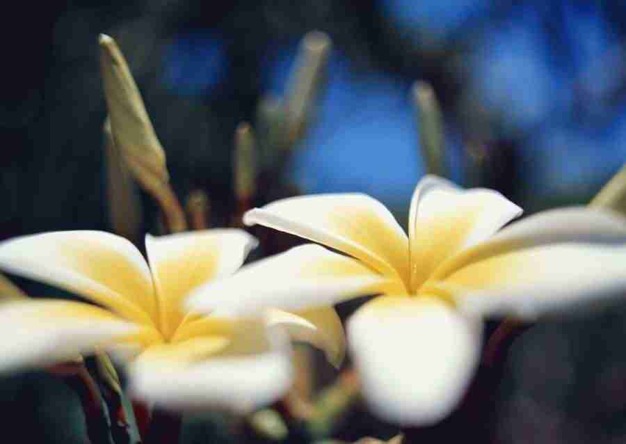 Hawaii - Datacraft Sozaijiten  ></a>
<script language=JavaScript> 
  var txt = 