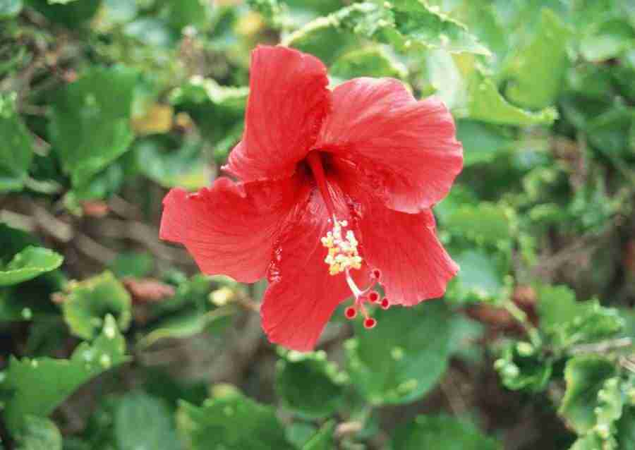 Hawaii - Datacraft Sozaijiten  ></a>
<script language=JavaScript> 
  var txt = 