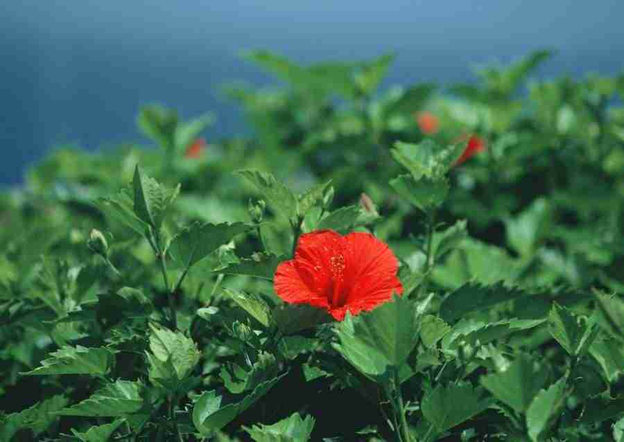 Hawaii - Datacraft Sozaijiten  ></a>
<script language=JavaScript> 
  var txt = 