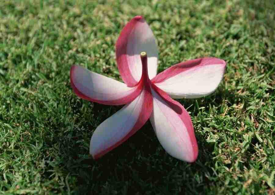 Hawaii - Datacraft Sozaijiten  ></a>
<script language=JavaScript> 
  var txt = 