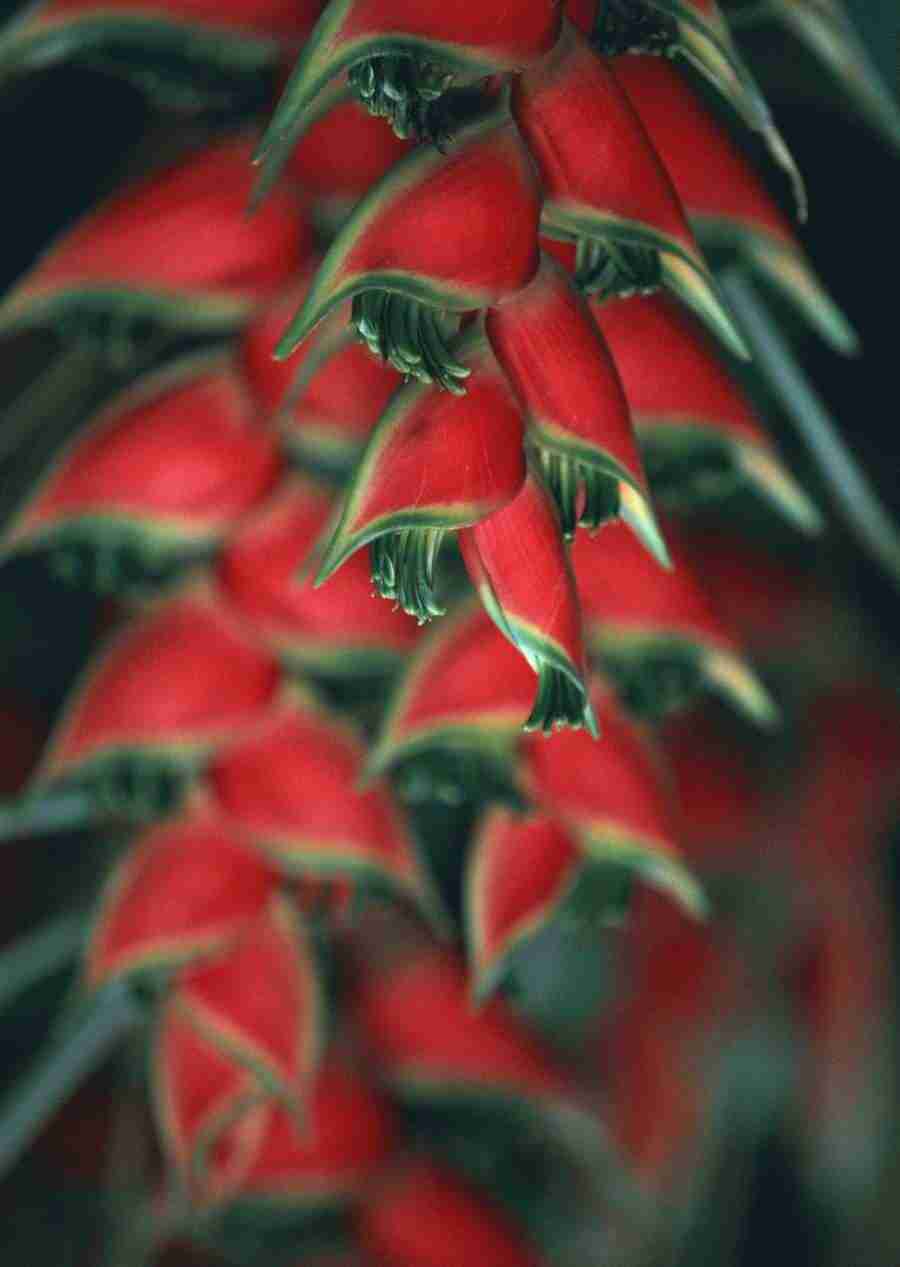 Hawaii - Datacraft Sozaijiten  ></a>
<script language=JavaScript> 
  var txt = 