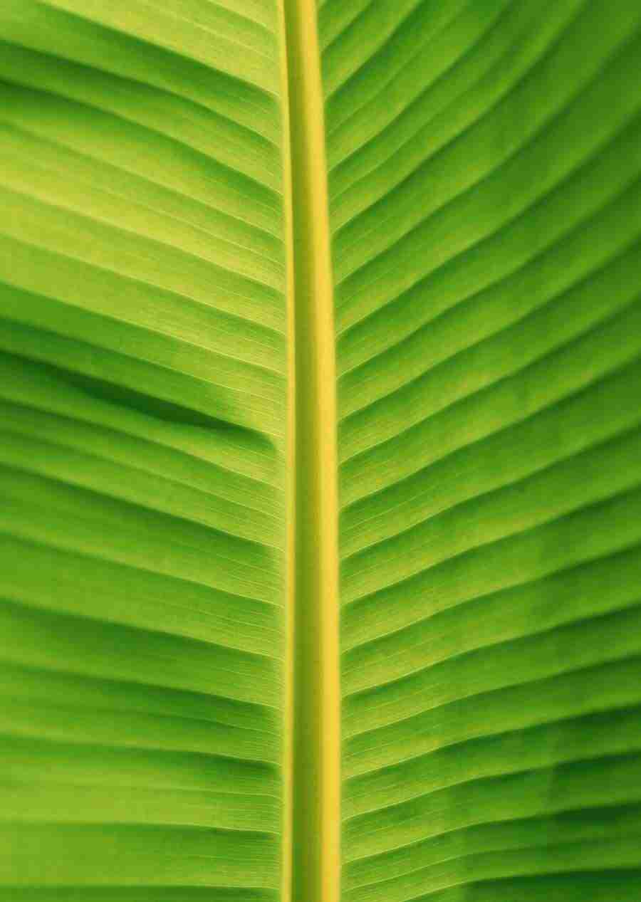 Hawaii - Datacraft Sozaijiten  ></a>
<script language=JavaScript> 
  var txt = 