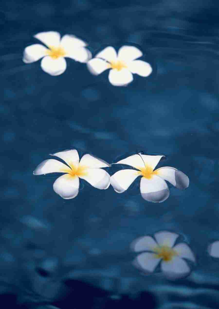 Hawaii - Datacraft Sozaijiten  ></a>
<script language=JavaScript> 
  var txt = 