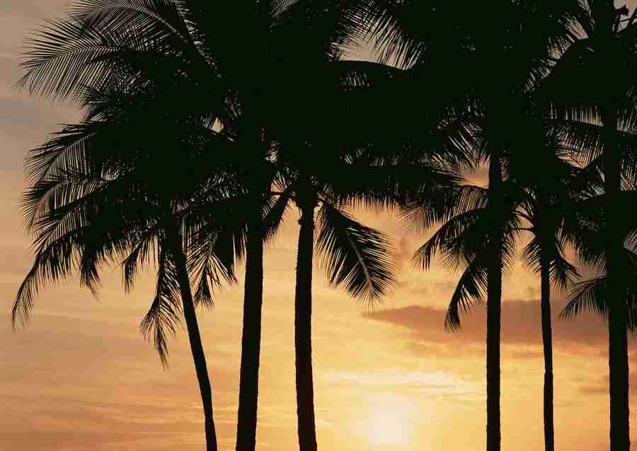 Hawaii - Datacraft Sozaijiten  ></a>
<script language=JavaScript> 
  var txt = 