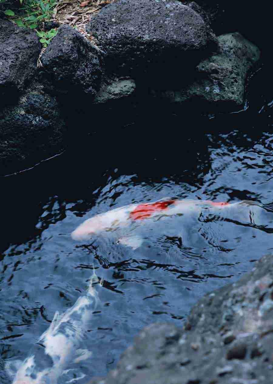 Japanese Style Kyoto Flavor - Datacraft Sozaijiten  ></a>
<script language=JavaScript> 
  var txt = 