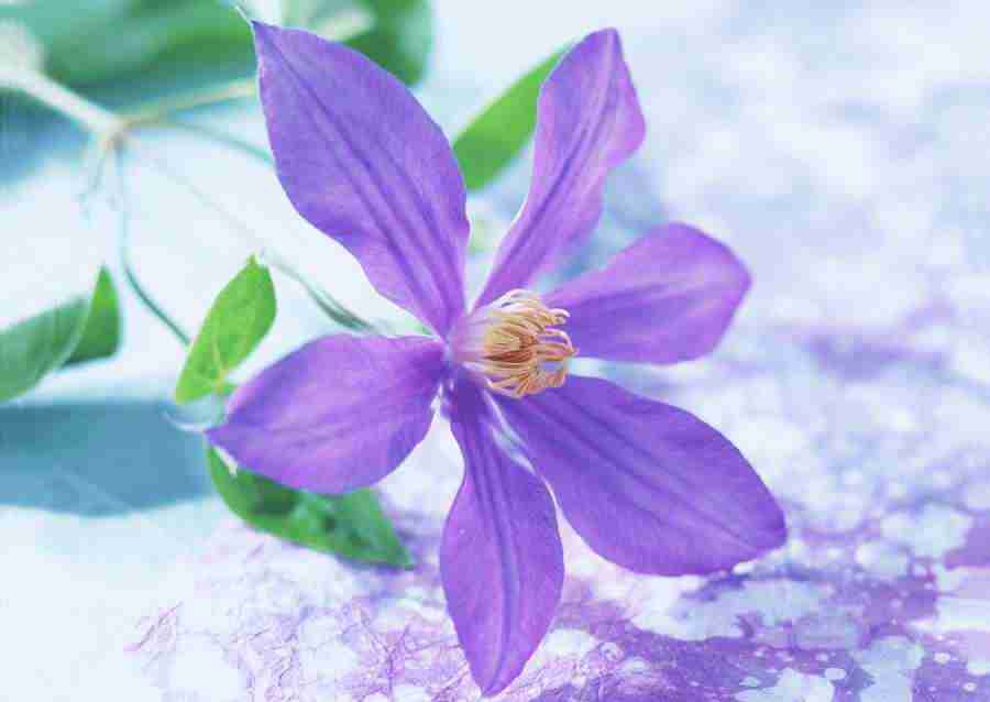 Japanese Style Kyoto Flavor - Datacraft Sozaijiten  ></a>
<script language=JavaScript> 
  var txt = 