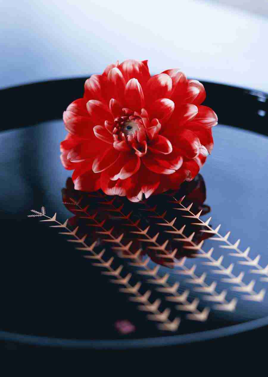 Japanese Style Kyoto Flavor - Datacraft Sozaijiten  ></a>
<script language=JavaScript> 
  var txt = 