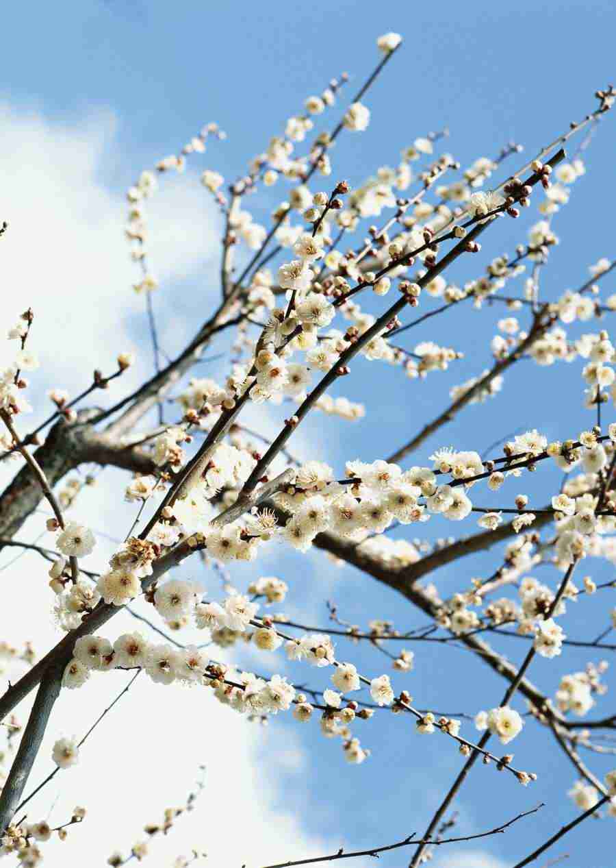 Japanese Yearly Celebrations - Datacraft Sozaijiten  ></a>
<script language=JavaScript> 
  var txt = 