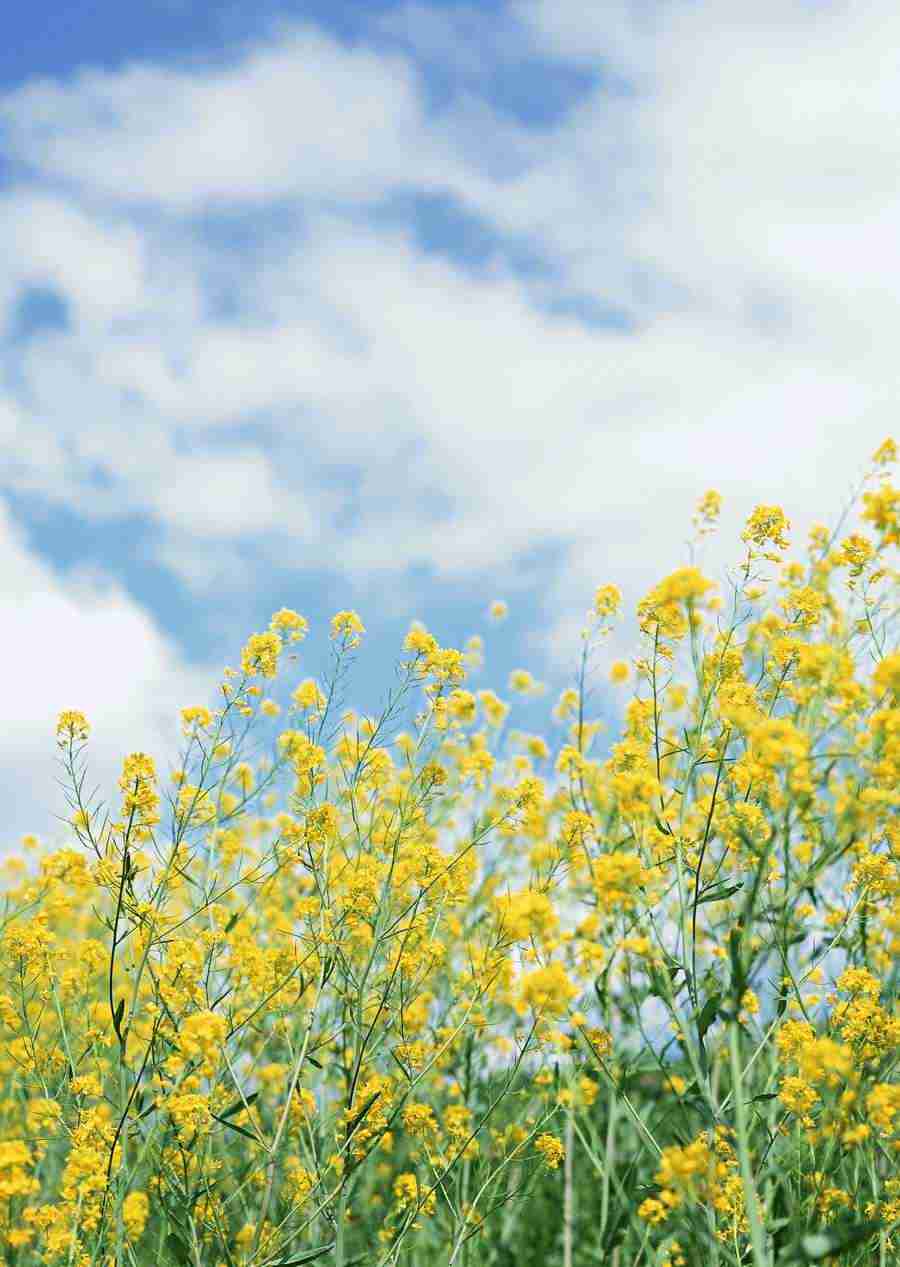 Japanese Yearly Celebrations - Datacraft Sozaijiten  ></a>
<script language=JavaScript> 
  var txt = 