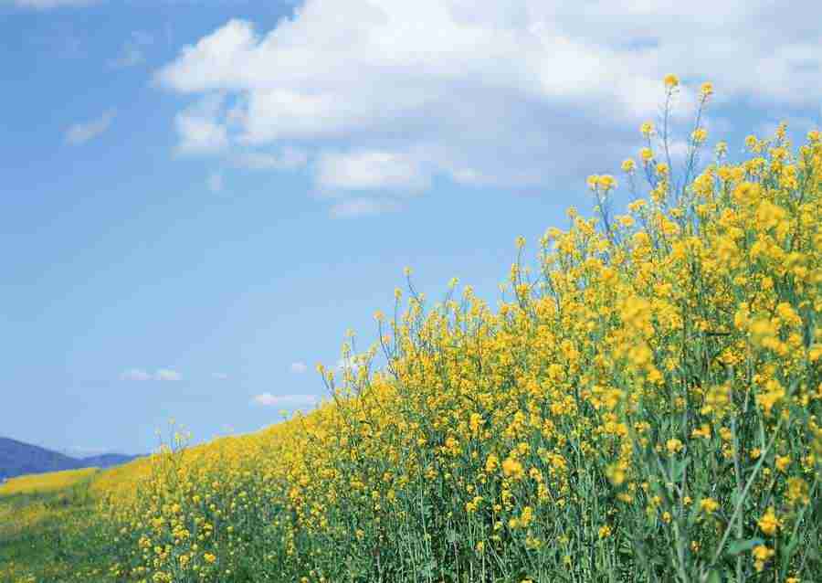 Japanese Yearly Celebrations - Datacraft Sozaijiten  ></a>
<script language=JavaScript> 
  var txt = 