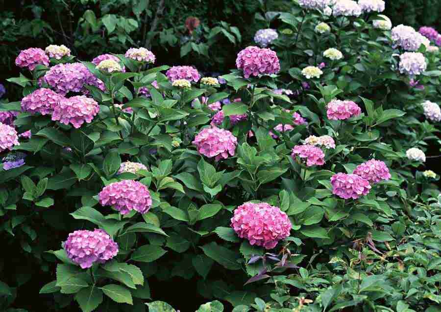 Japanese Yearly Celebrations - Datacraft Sozaijiten  ></a>
<script language=JavaScript> 
  var txt = 