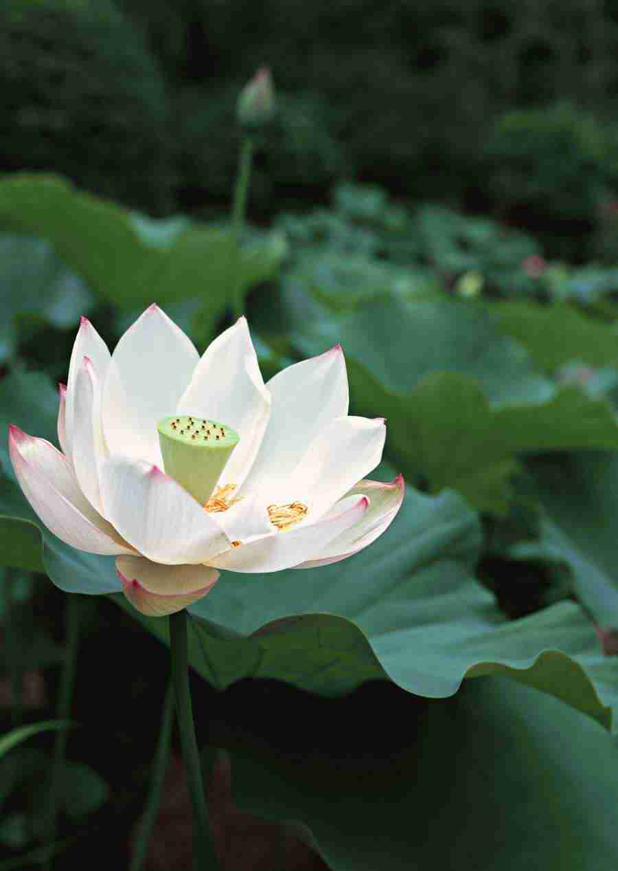 Japanese Yearly Celebrations - Datacraft Sozaijiten  ></a>
<script language=JavaScript> 
  var txt = 