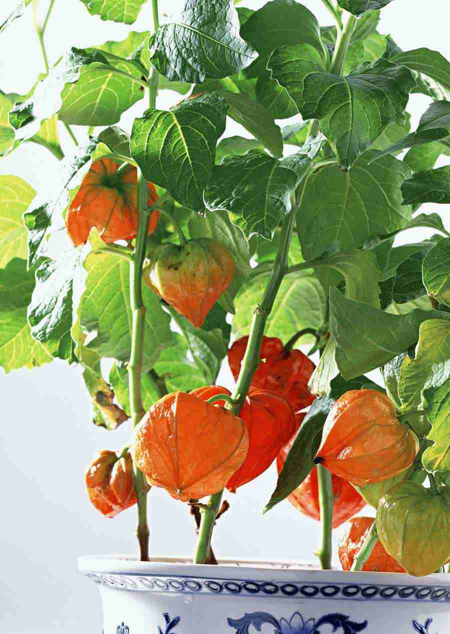 Japanese Yearly Celebrations - Datacraft Sozaijiten  ></a>
<script language=JavaScript> 
  var txt = 