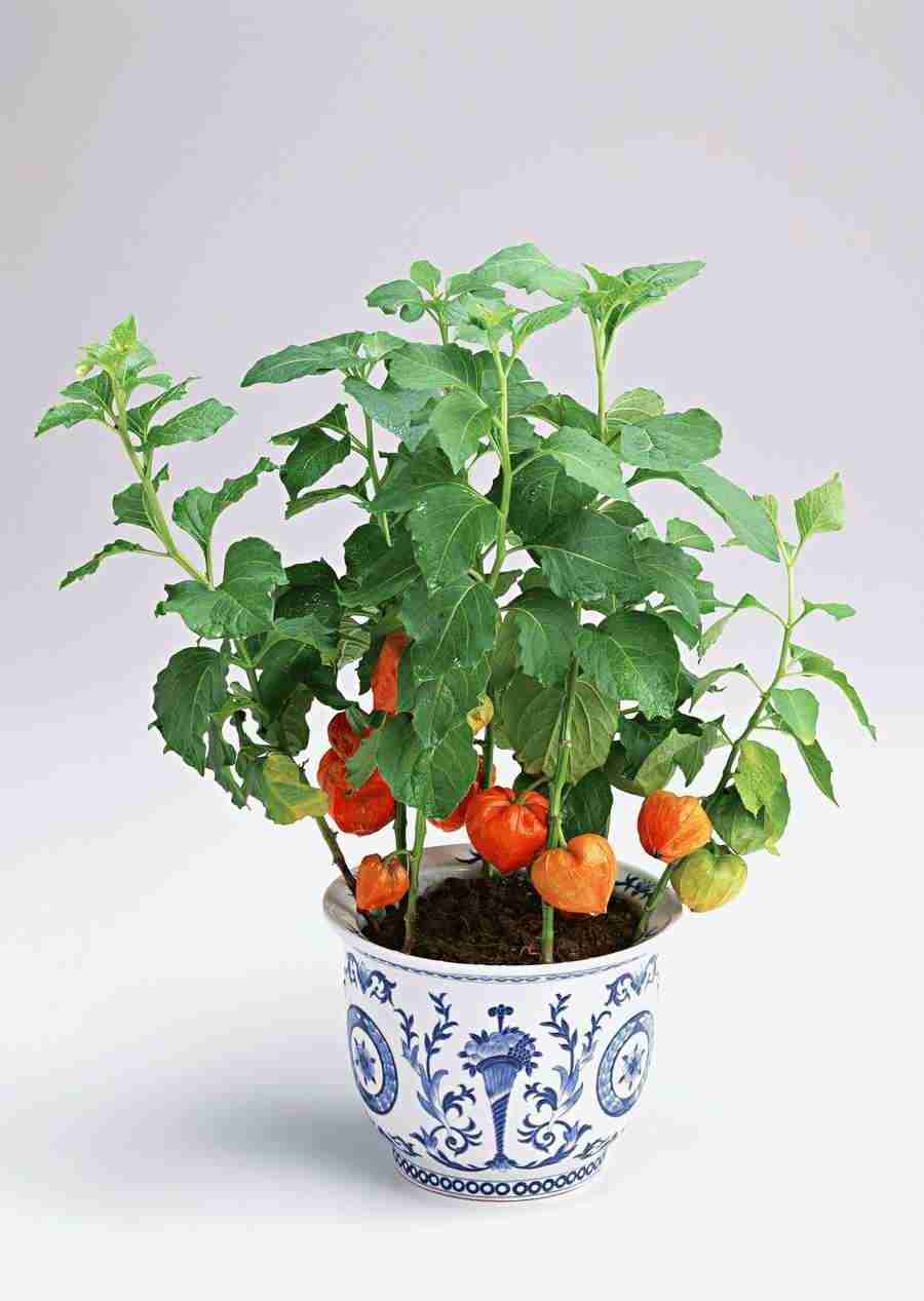 Japanese Yearly Celebrations - Datacraft Sozaijiten  ></a>
<script language=JavaScript> 
  var txt = 