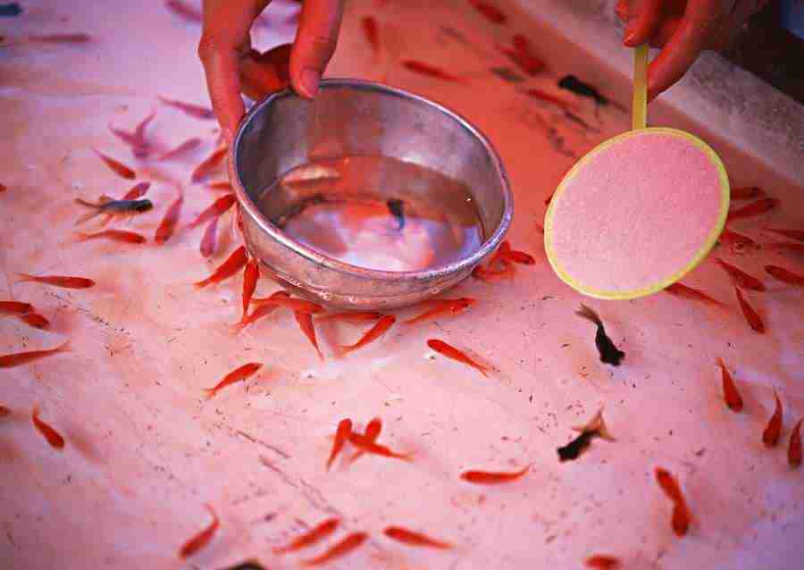 Japanese Yearly Celebrations - Datacraft Sozaijiten  ></a>
<script language=JavaScript> 
  var txt = 