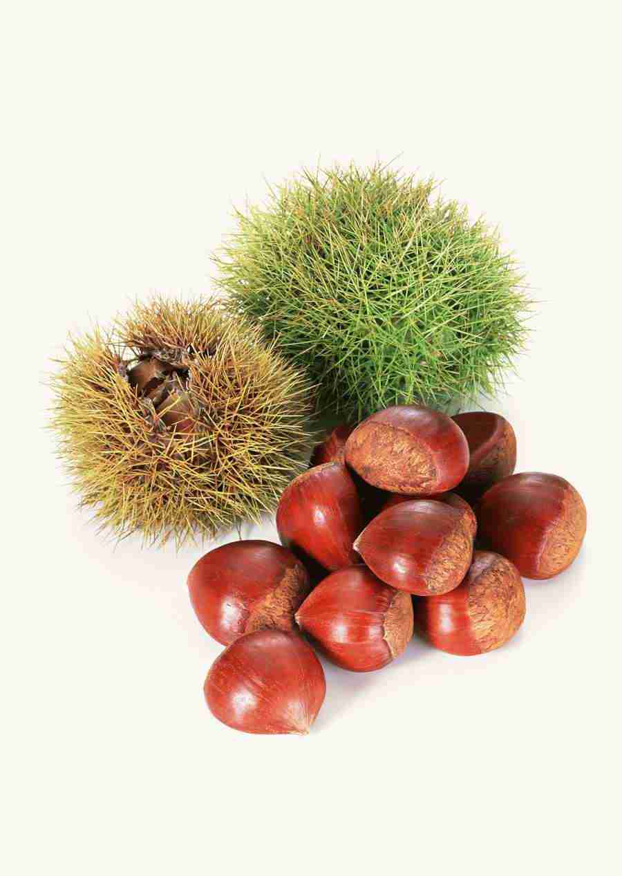 Japanese Yearly Celebrations - Datacraft Sozaijiten  ></a>
<script language=JavaScript> 
  var txt = 