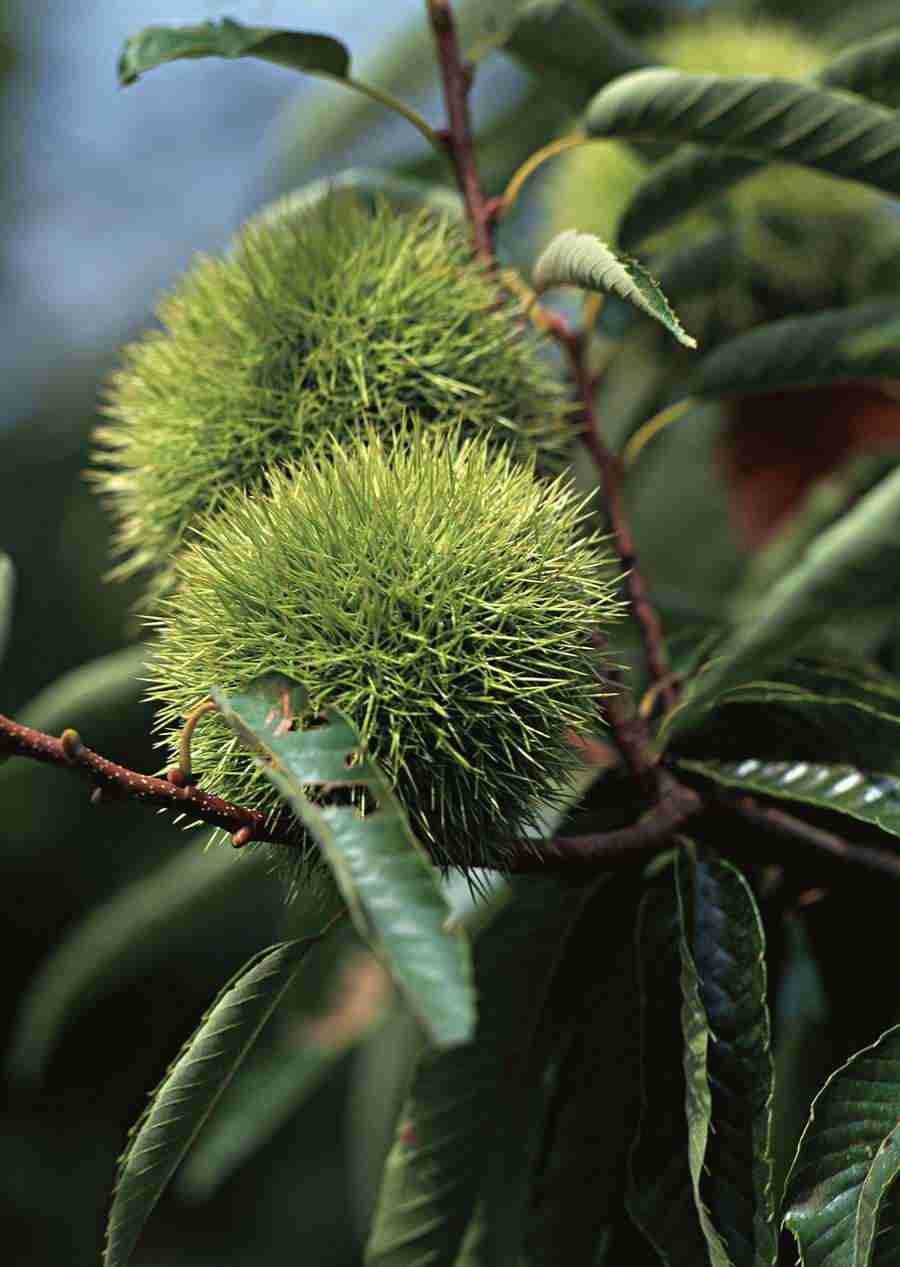 Japanese Yearly Celebrations - Datacraft Sozaijiten  ></a>
<script language=JavaScript> 
  var txt = 